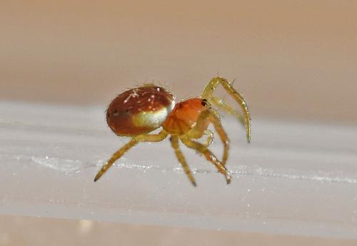 Araniella sp.